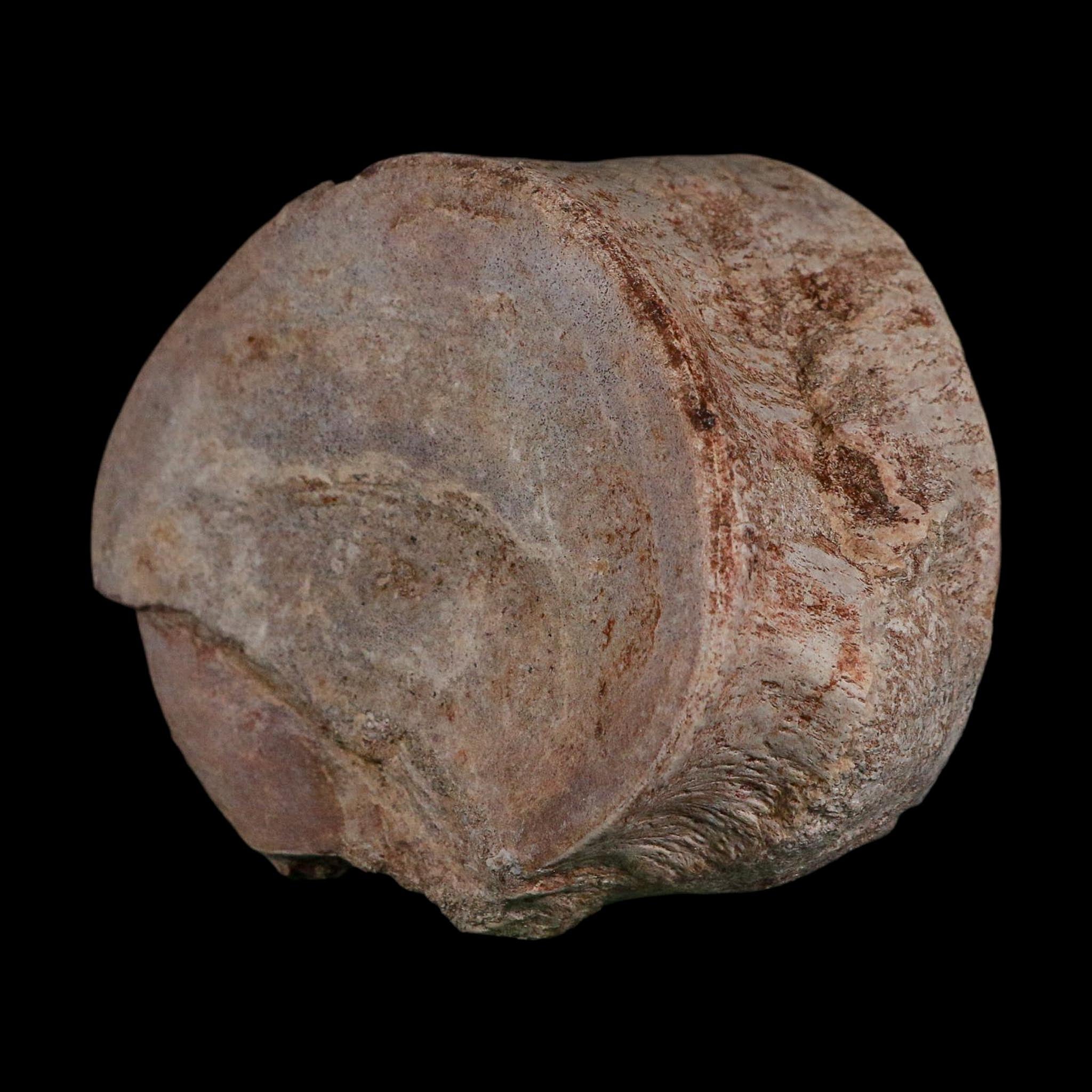4.6" Plesiosaurus Fossil Vertebrae Cretaceous Dinosaur Era Morocco Zarafasaura COA
