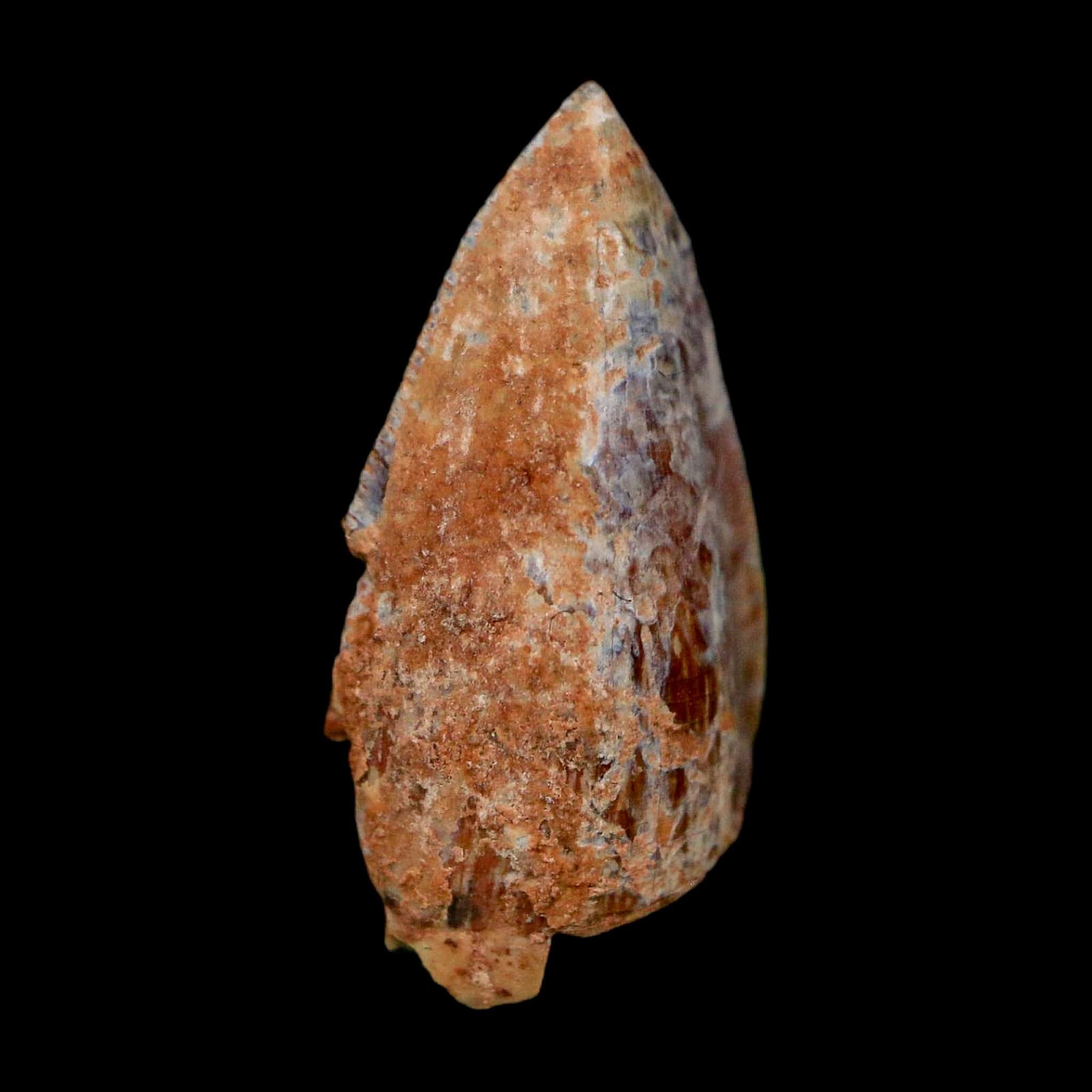 0.7" Phytosaur Fossil Tooth Triassic Age Archosaur Redonda FM NM COA & Display - Fossil Age Minerals