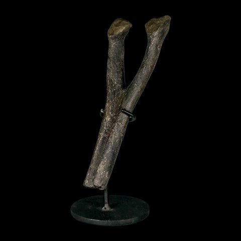 9" Hypacrosaurus Dinosaur Fossil Chevron Bone Two Medicine FM MT COA, Stand - Fossil Age Minerals