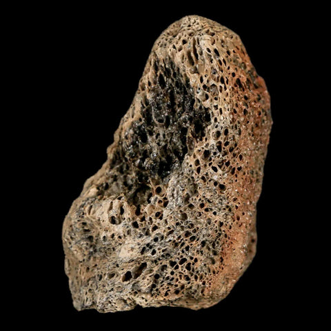 2.1" Lambeosaurus Fossil Bone Marrow Judith River FM MT Cretaceous Dinosaur COA - Fossil Age Minerals