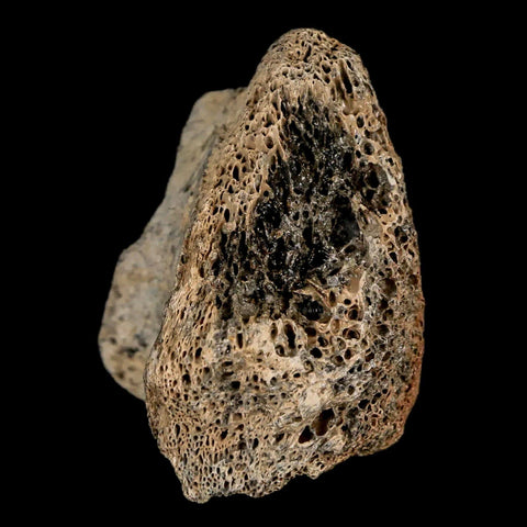 2.1" Lambeosaurus Fossil Bone Marrow Judith River FM MT Cretaceous Dinosaur COA - Fossil Age Minerals