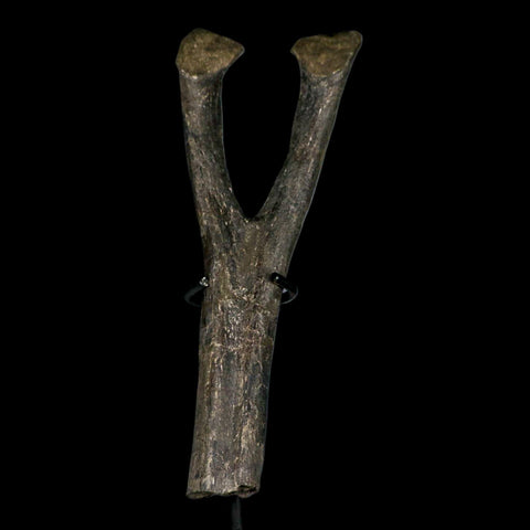 9" Hypacrosaurus Dinosaur Fossil Chevron Bone Two Medicine FM MT COA, Stand - Fossil Age Minerals