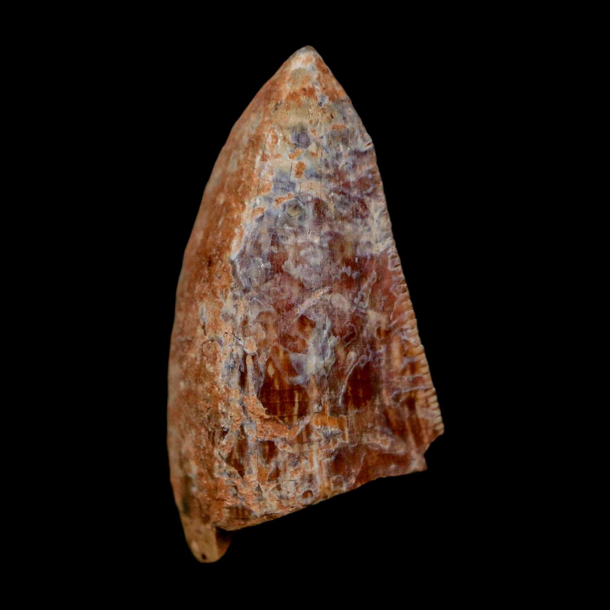 0.7" Phytosaur Fossil Tooth Triassic Age Archosaur Redonda FM NM COA & Display - Fossil Age Minerals