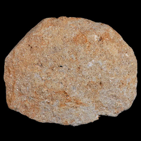 XL 2.2" Mosasaur Prognathodon Fossil Tooth In Matrix Cretaceous Dinosaur Era COA - Fossil Age Minerals