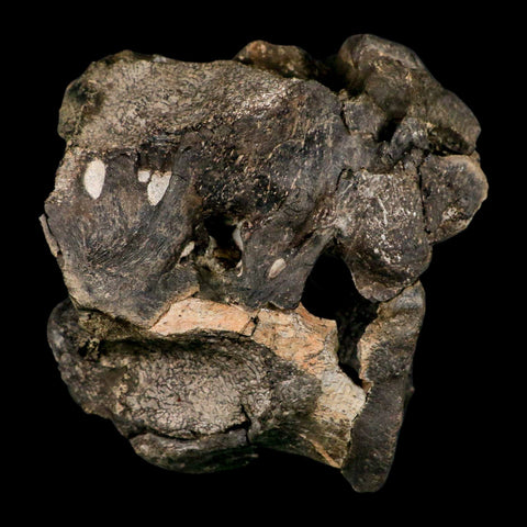 4.5" Rare Hypacrosaurus Dinosaur Fossil Brain Case & Endo Cast Two Medicine MT COA - Fossil Age Minerals