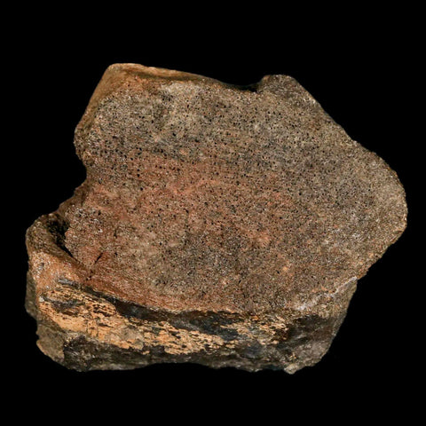 2.2" Lambeosaurus Fossil Bone Marrow Judith River FM MT Cretaceous Dinosaur COA - Fossil Age Minerals