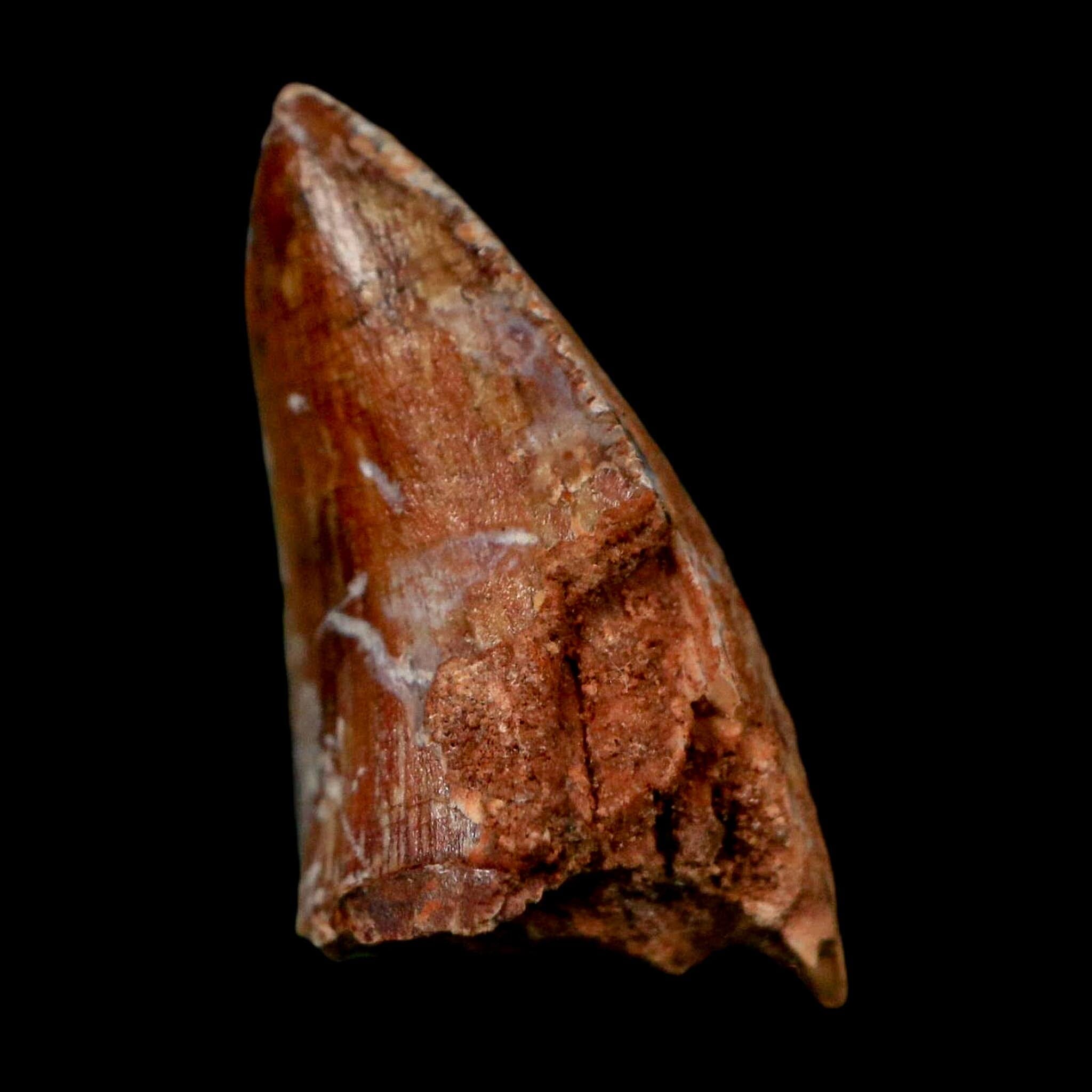 0.7" Phytosaur Fossil Tooth Triassic Age Archosaur Redonda FM NM COA & Display - Fossil Age Minerals