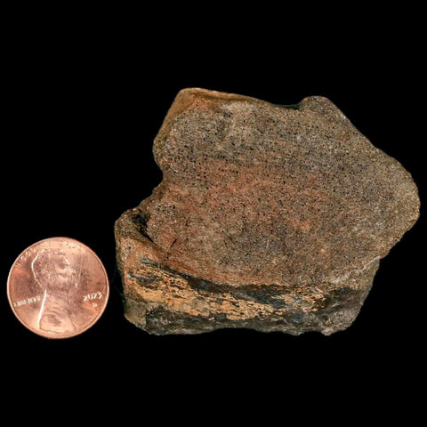 2.2" Lambeosaurus Fossil Bone Marrow Judith River FM MT Cretaceous Dinosaur COA - Fossil Age Minerals