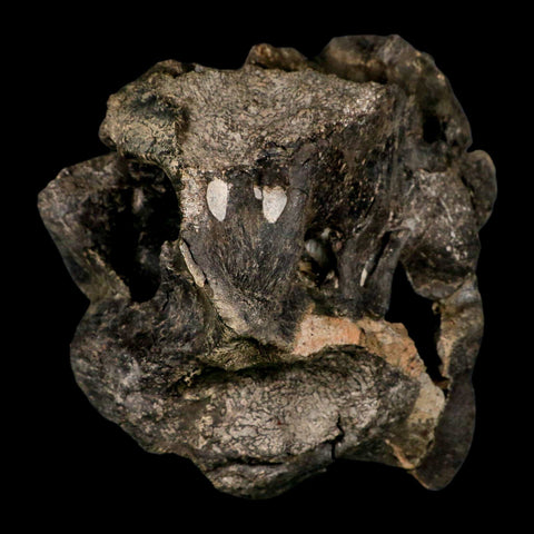 4.5" Rare Hypacrosaurus Dinosaur Fossil Brain Case & Endo Cast Two Medicine MT COA - Fossil Age Minerals