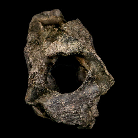 4.5" Rare Hypacrosaurus Dinosaur Fossil Brain Case & Endo Cast Two Medicine MT COA - Fossil Age Minerals