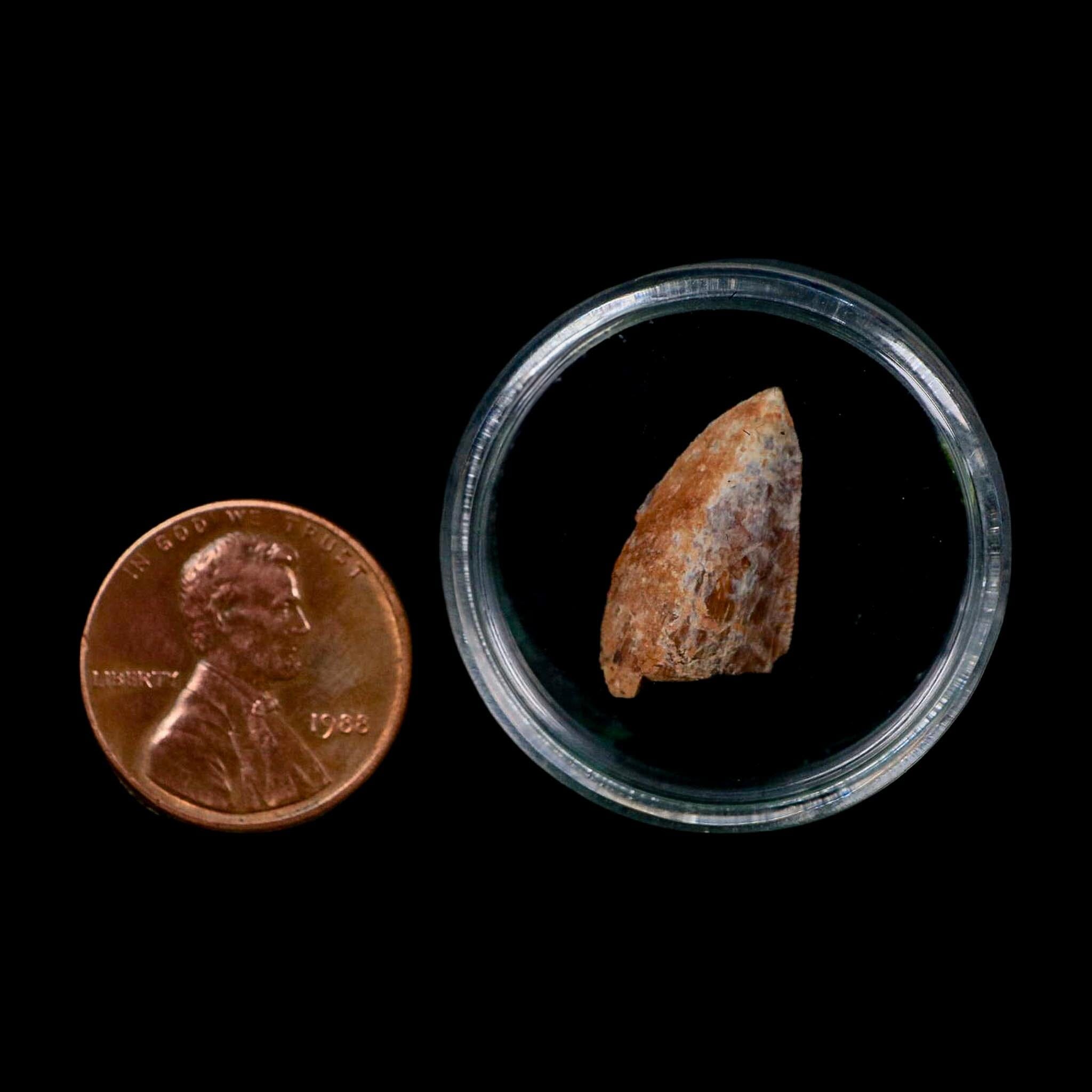 0.7" Phytosaur Fossil Tooth Triassic Age Archosaur Redonda FM NM COA & Display - Fossil Age Minerals