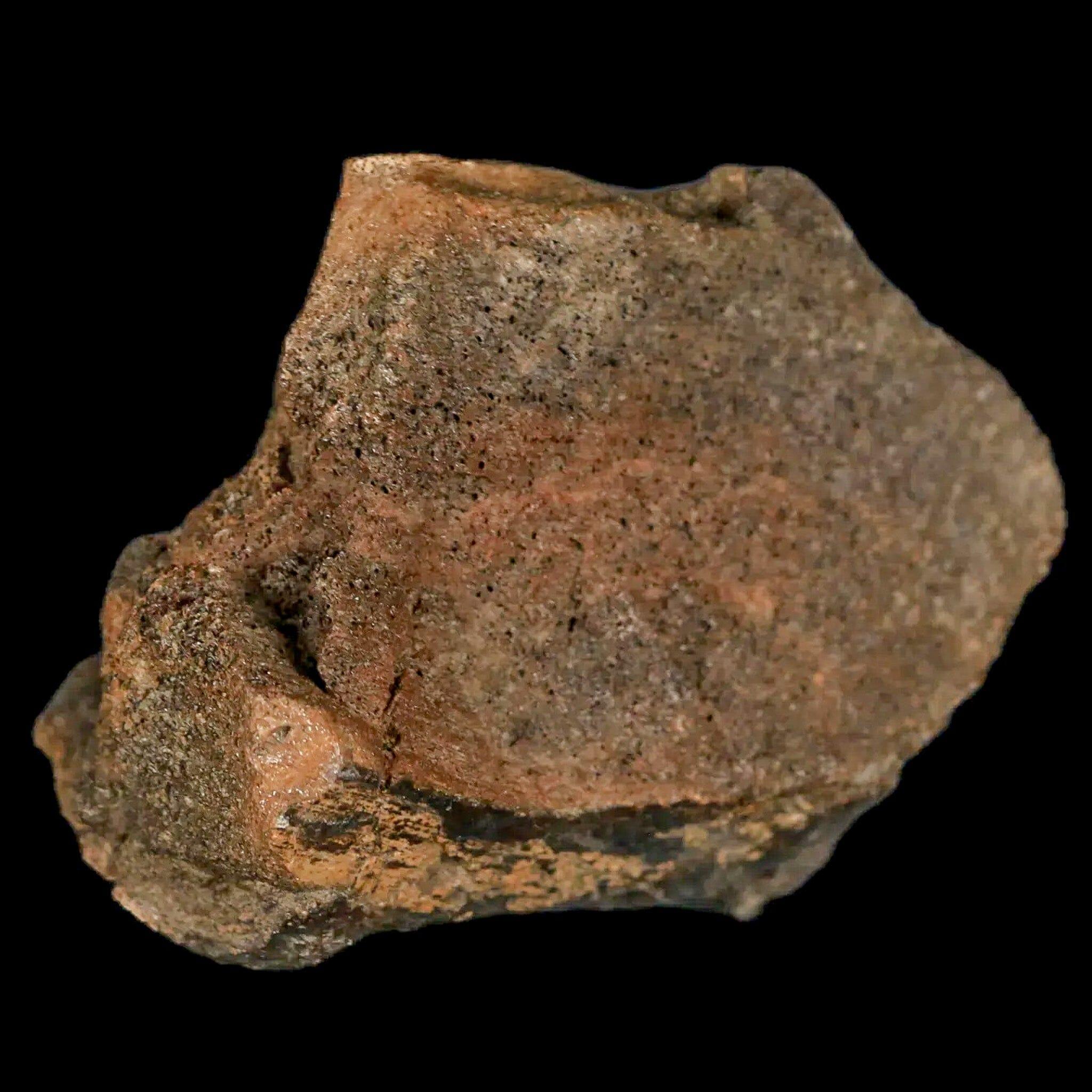 2.2" Lambeosaurus Fossil Bone Marrow Judith River FM MT Cretaceous Dinosaur COA - Fossil Age Minerals