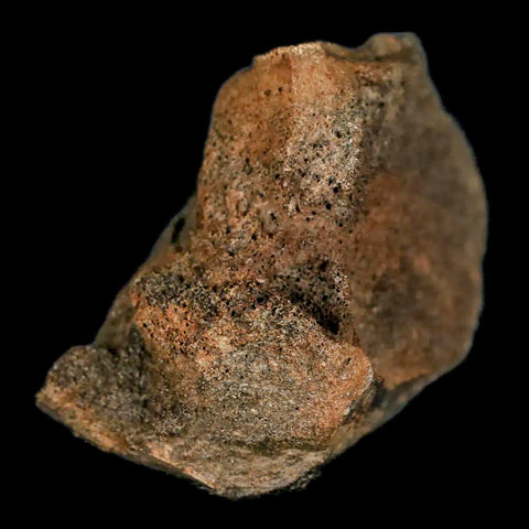 2.2" Lambeosaurus Fossil Bone Marrow Judith River FM MT Cretaceous Dinosaur COA - Fossil Age Minerals