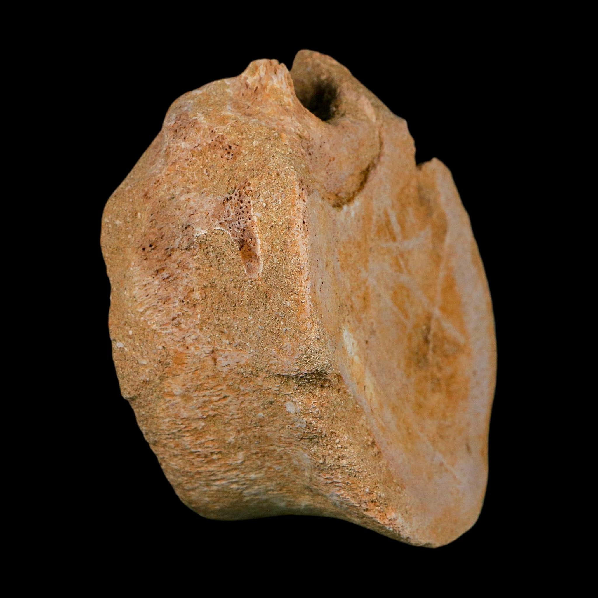 4.6" Plesiosaurus Fossil Vertebrae Cretaceous Dinosaur Era Morocco Zarafasaura COA