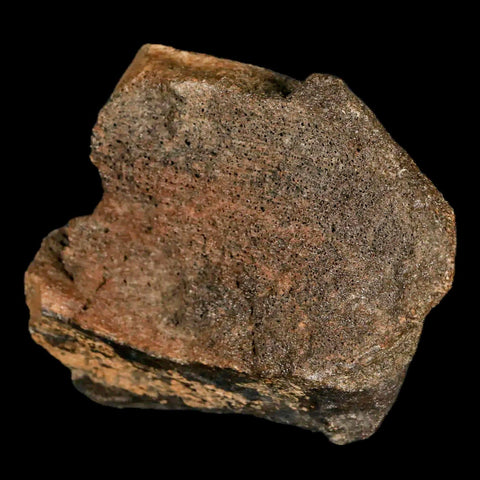 2.2" Lambeosaurus Fossil Bone Marrow Judith River FM MT Cretaceous Dinosaur COA - Fossil Age Minerals