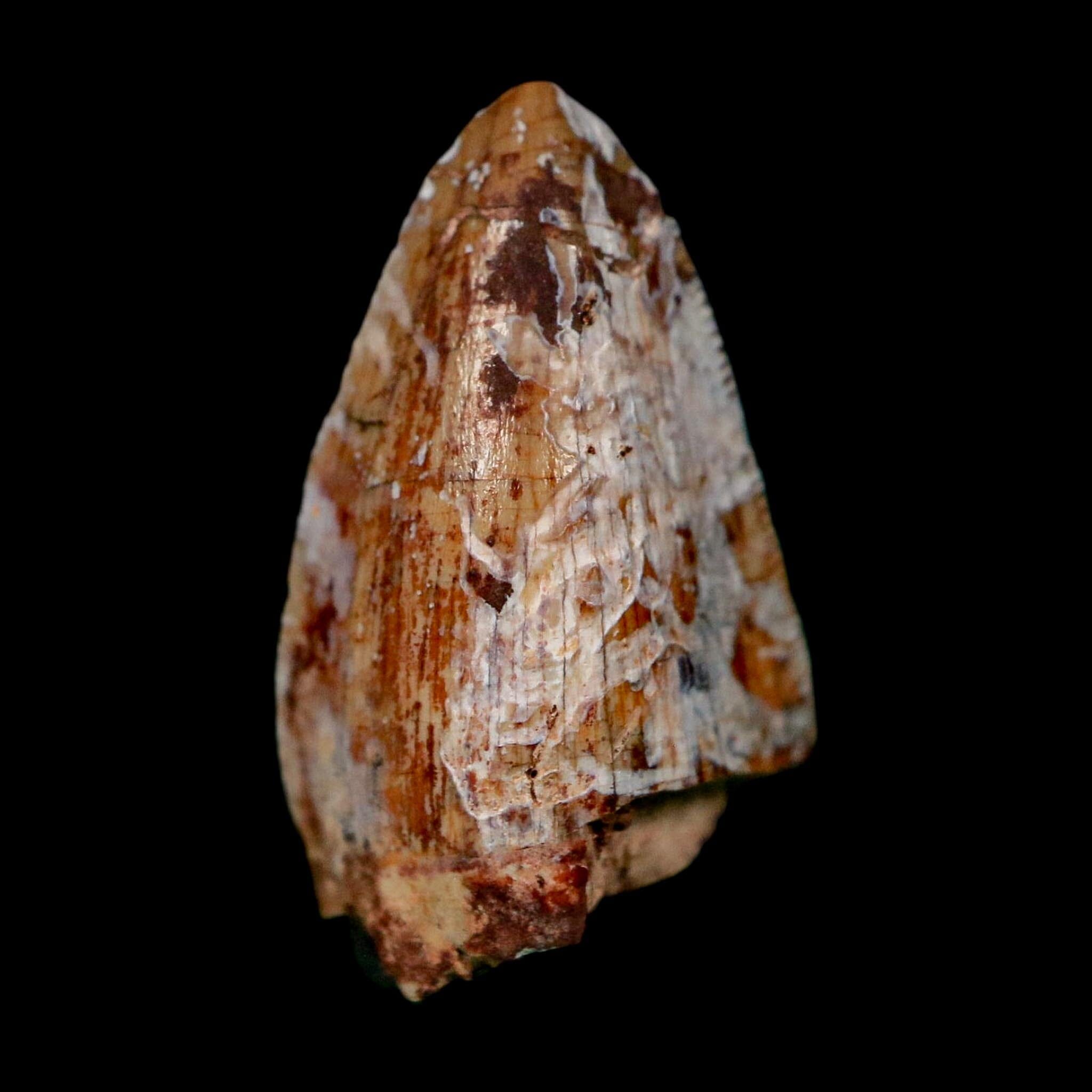 0.8" Phytosaur Fossil Tooth Triassic Age Archosaur Redonda FM NM COA & Display - Fossil Age Minerals