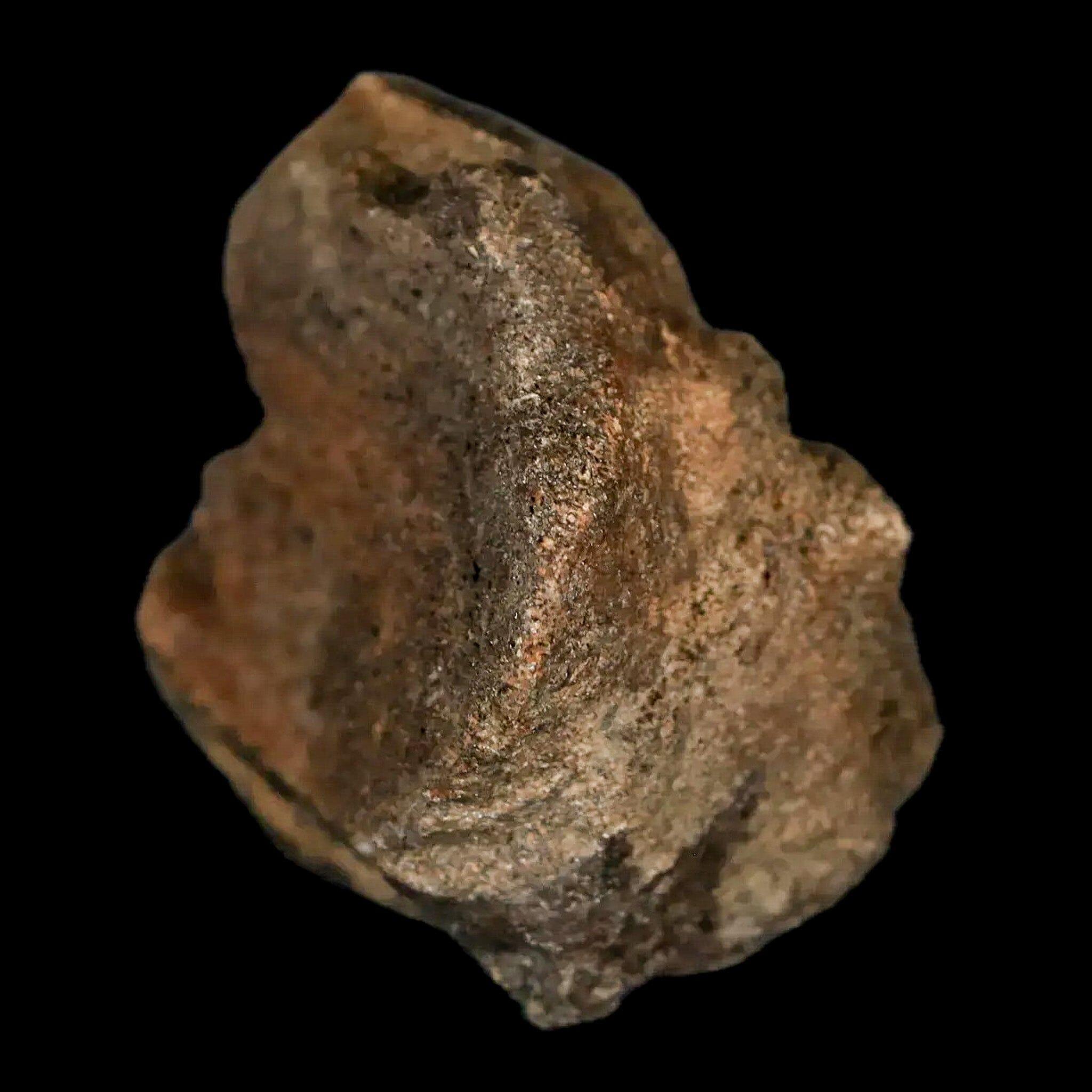 2.2" Lambeosaurus Fossil Bone Marrow Judith River FM MT Cretaceous Dinosaur COA - Fossil Age Minerals