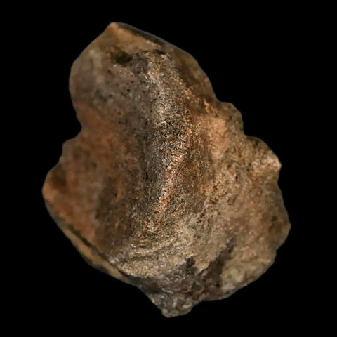 2.2" Lambeosaurus Fossil Bone Marrow Judith River FM MT Cretaceous Dinosaur COA - Fossil Age Minerals