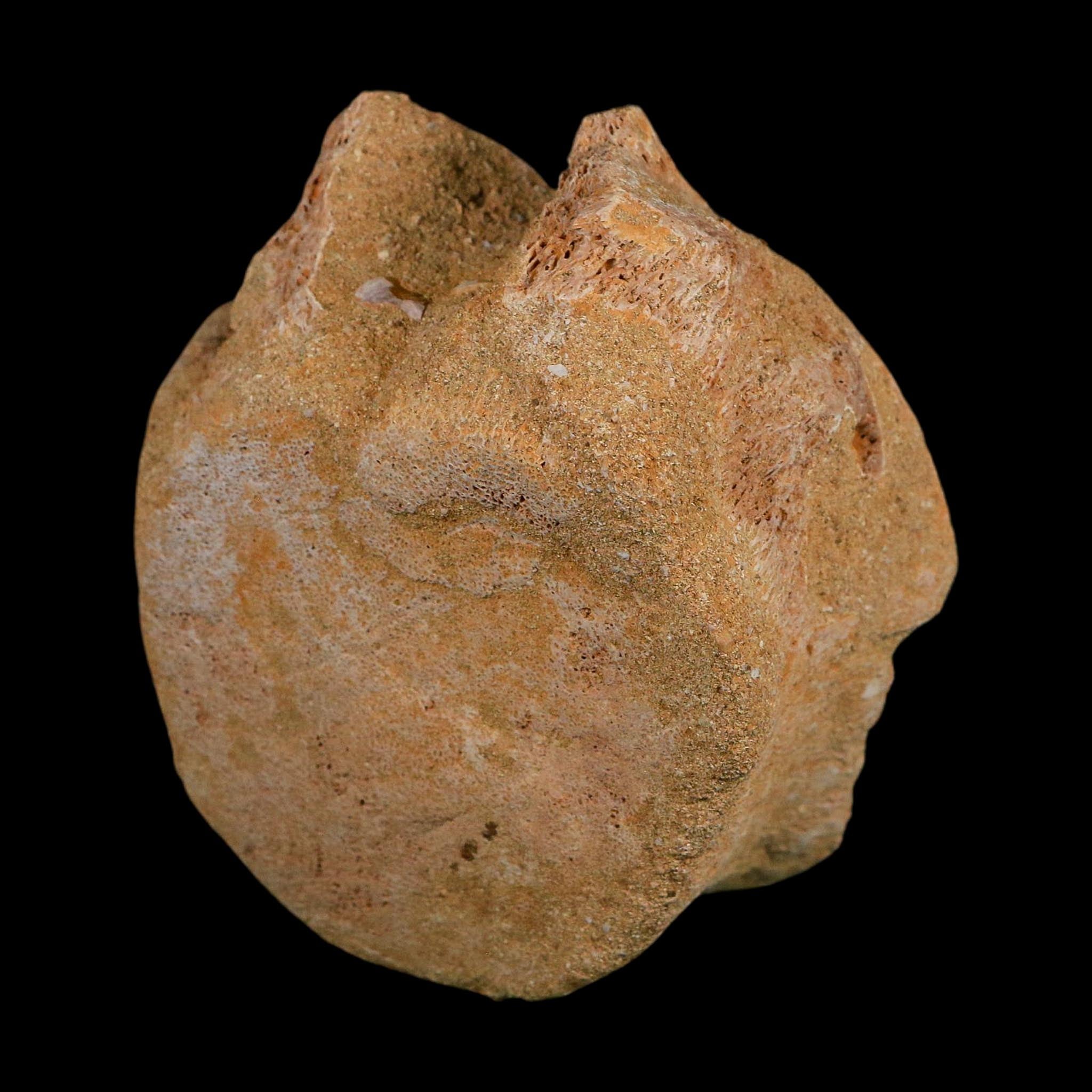 4.6" Plesiosaurus Fossil Vertebrae Cretaceous Dinosaur Era Morocco Zarafasaura COA