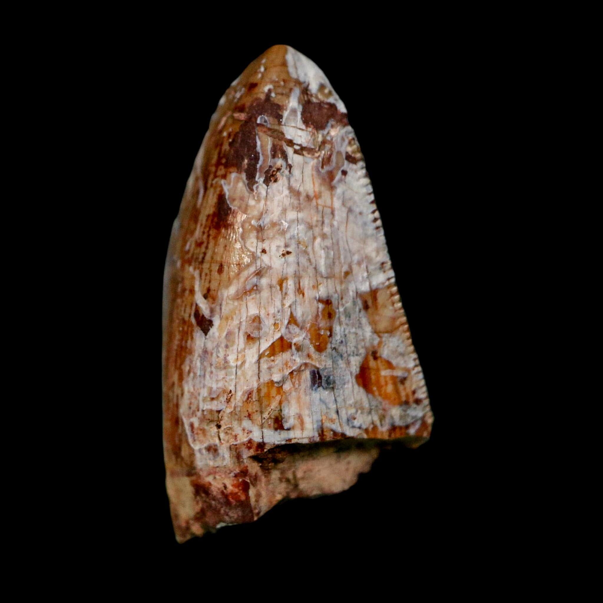 0.8" Phytosaur Fossil Tooth Triassic Age Archosaur Redonda FM NM COA & Display - Fossil Age Minerals