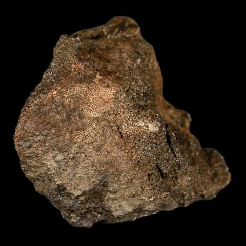 2.2" Lambeosaurus Fossil Bone Marrow Judith River FM MT Cretaceous Dinosaur COA - Fossil Age Minerals