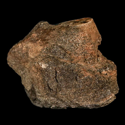 2.2" Lambeosaurus Fossil Bone Marrow Judith River FM MT Cretaceous Dinosaur COA - Fossil Age Minerals