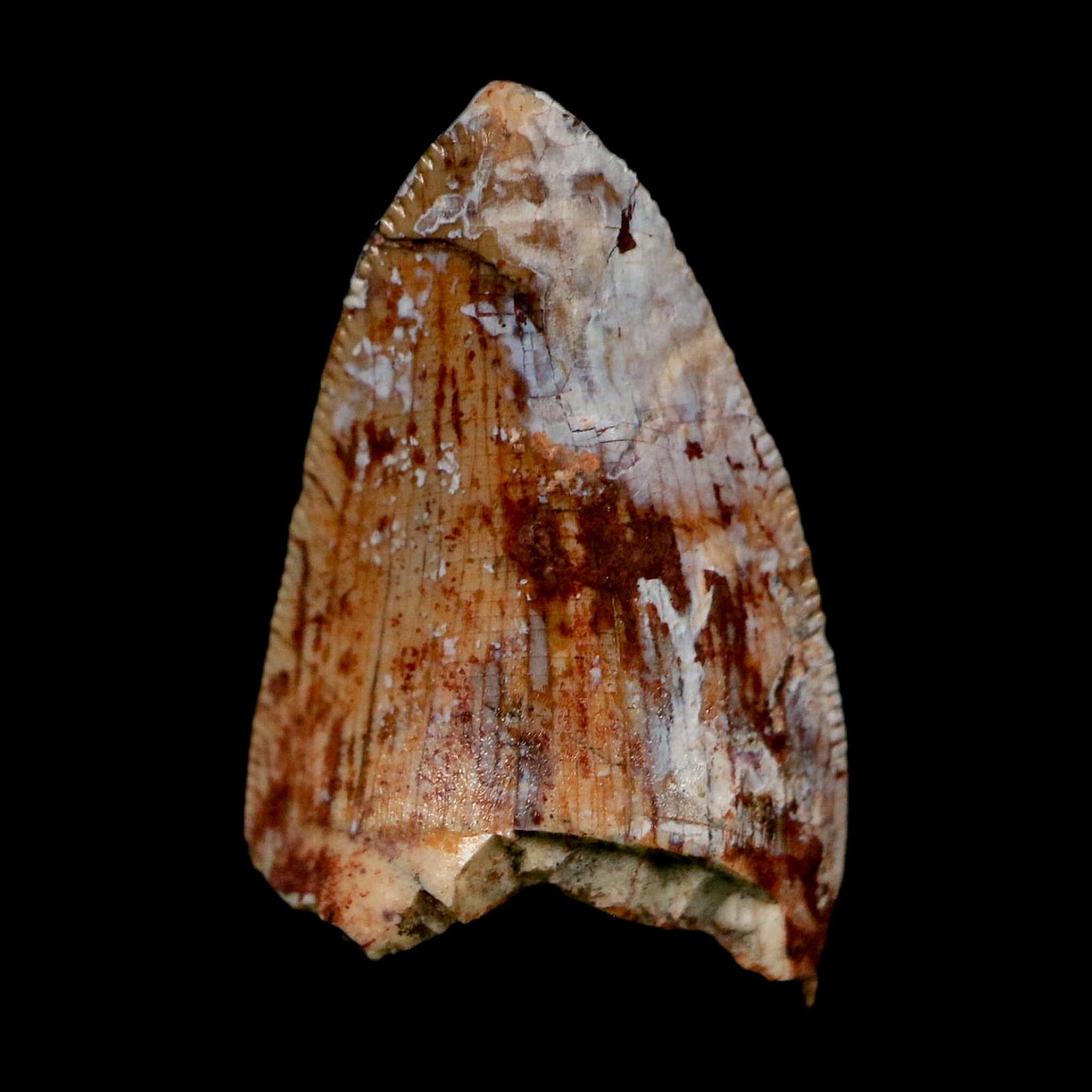 0.8" Phytosaur Fossil Tooth Triassic Age Archosaur Redonda FM NM COA & Display - Fossil Age Minerals