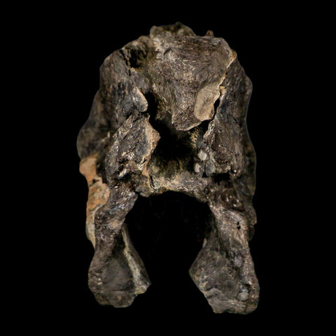 4.5" Rare Hypacrosaurus Dinosaur Fossil Brain Case & Endo Cast Two Medicine MT COA - Fossil Age Minerals