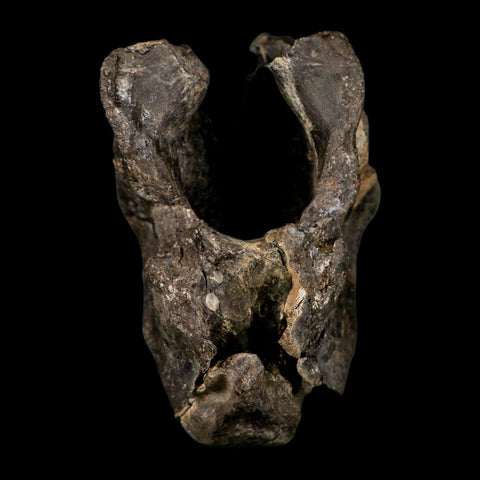 4.5" Rare Hypacrosaurus Dinosaur Fossil Brain Case & Endo Cast Two Medicine MT COA - Fossil Age Minerals