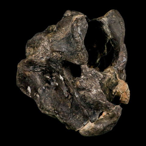 4.5" Rare Hypacrosaurus Dinosaur Fossil Brain Case & Endo Cast Two Medicine MT COA - Fossil Age Minerals