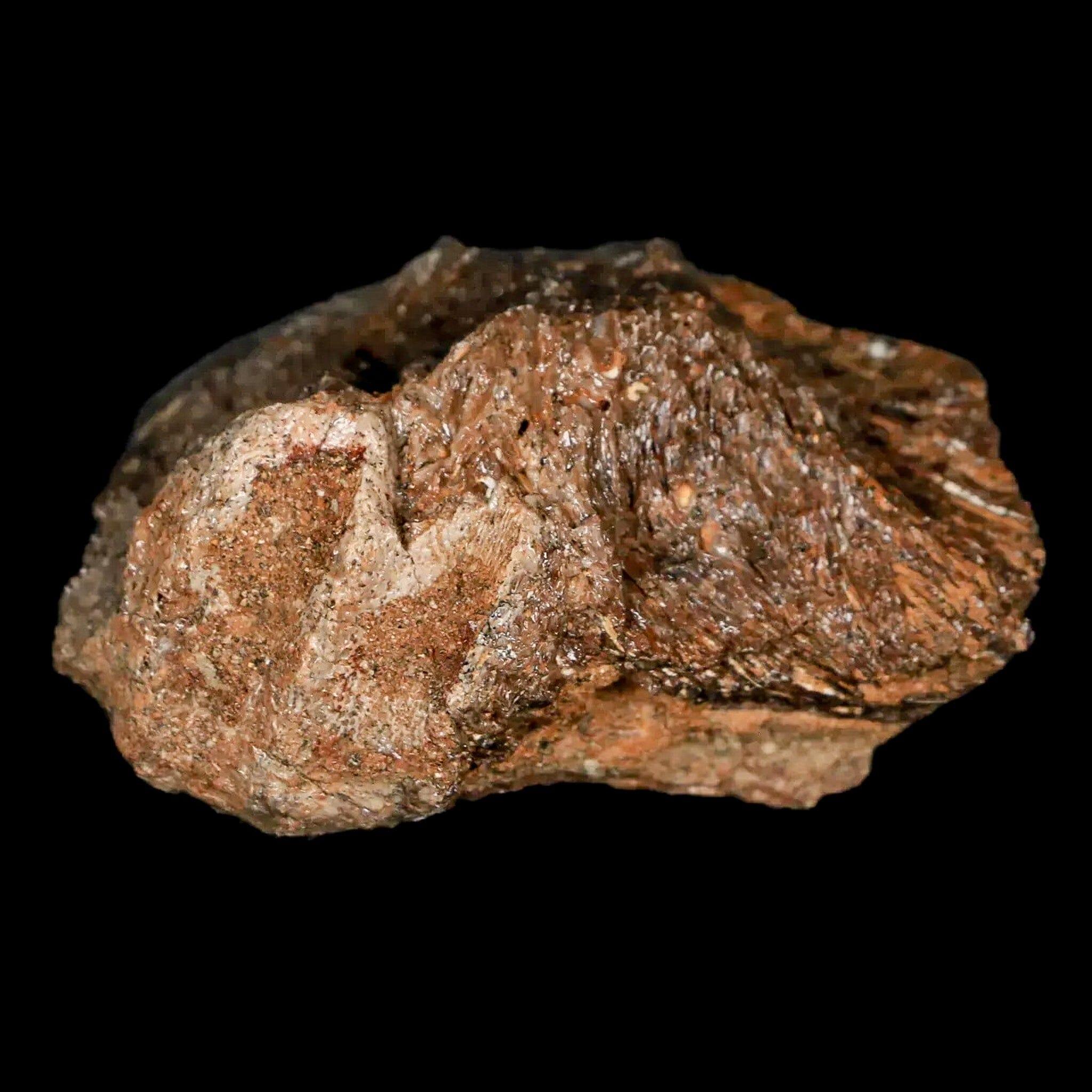 1.9" Lambeosaurus Fossil Jaw Section Judith River FM MT Cretaceous Dinosaur COA - Fossil Age Minerals