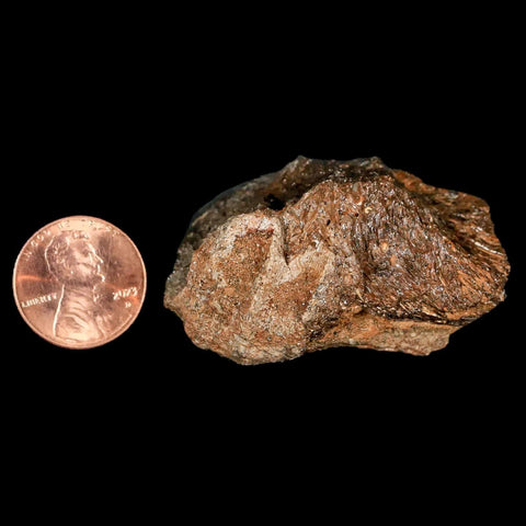 1.9" Lambeosaurus Fossil Jaw Section Judith River FM MT Cretaceous Dinosaur COA - Fossil Age Minerals