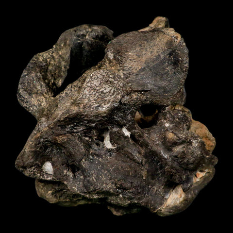 4.5" Rare Hypacrosaurus Dinosaur Fossil Brain Case & Endo Cast Two Medicine MT COA - Fossil Age Minerals