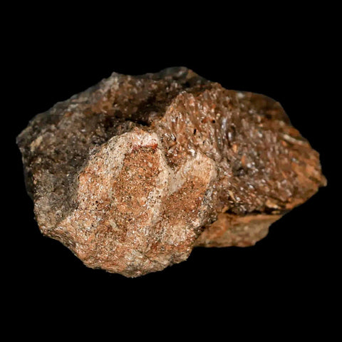 1.9" Lambeosaurus Fossil Jaw Section Judith River FM MT Cretaceous Dinosaur COA - Fossil Age Minerals