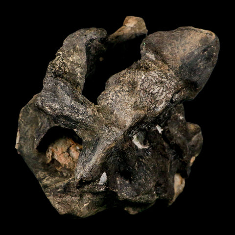 4.5" Rare Hypacrosaurus Dinosaur Fossil Brain Case & Endo Cast Two Medicine MT COA - Fossil Age Minerals