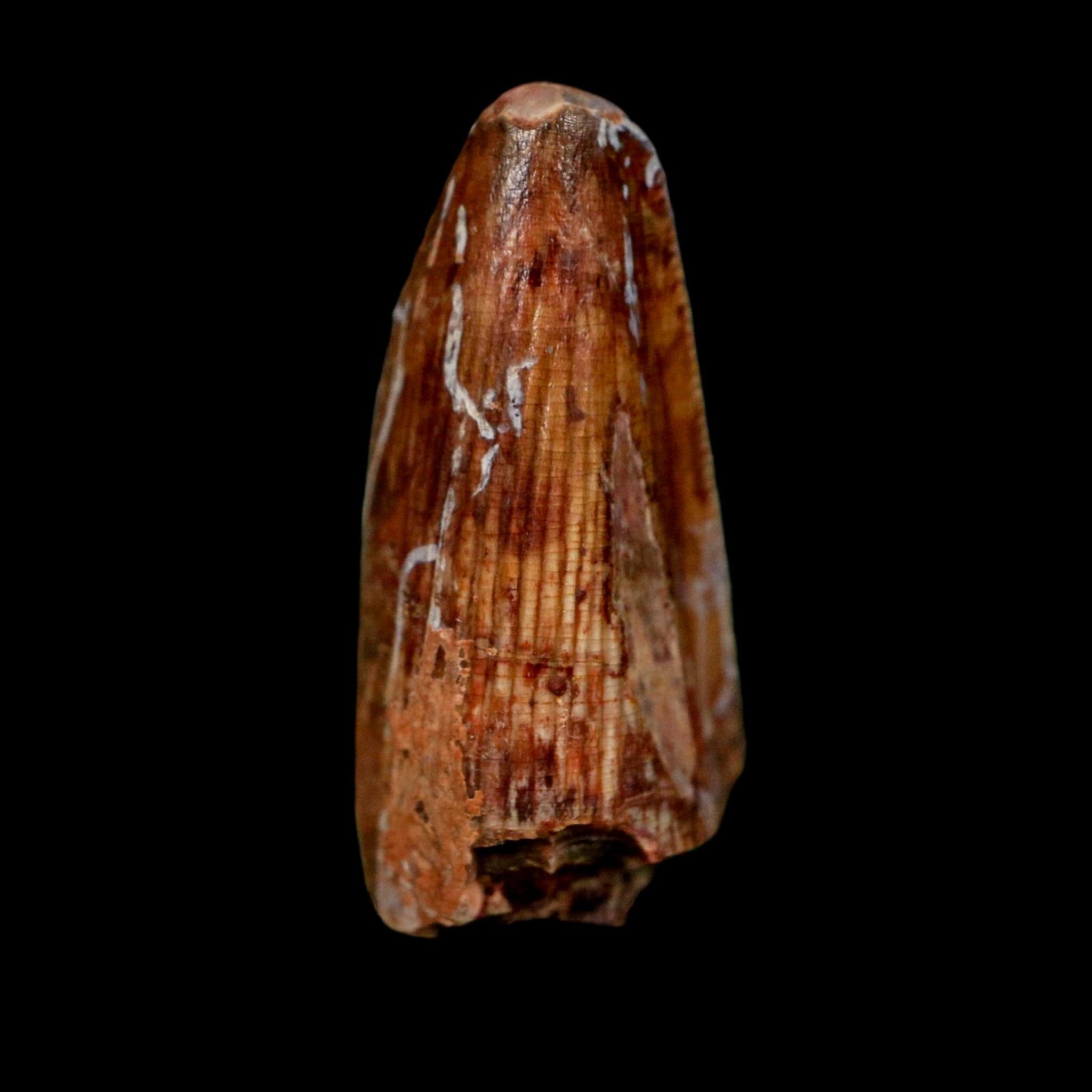 1" Phytosaur Fossil Tooth Triassic Age Archosaur Redonda FM NM COA & Display - Fossil Age Minerals