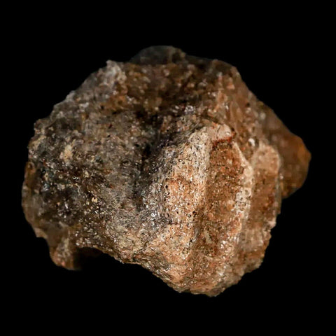 1.9" Lambeosaurus Fossil Jaw Section Judith River FM MT Cretaceous Dinosaur COA - Fossil Age Minerals