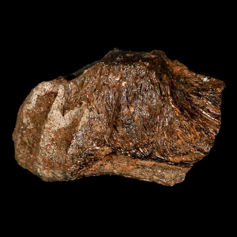 1.9" Lambeosaurus Fossil Jaw Section Judith River FM MT Cretaceous Dinosaur COA - Fossil Age Minerals