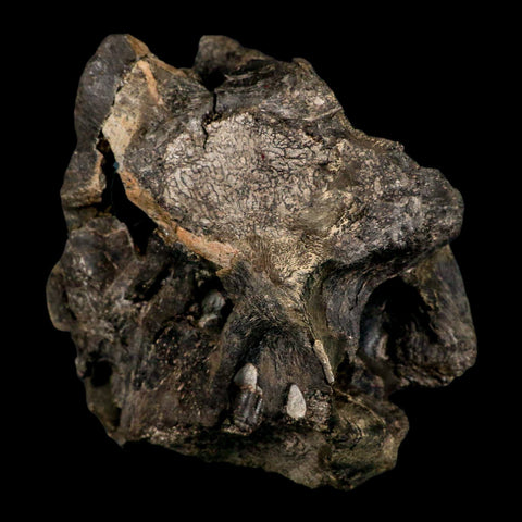 4.5" Rare Hypacrosaurus Dinosaur Fossil Brain Case & Endo Cast Two Medicine MT COA - Fossil Age Minerals