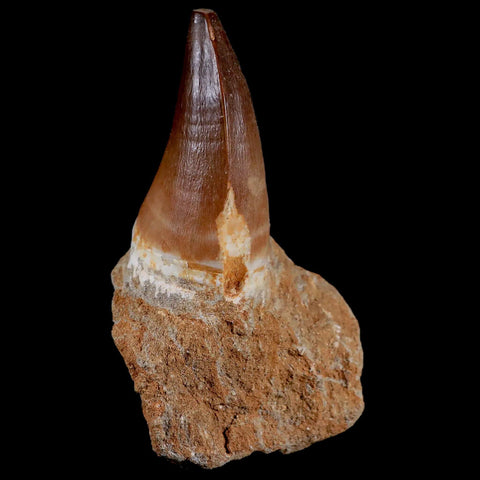 XL 2.4" Mosasaur Prognathodon Fossil Tooth In Matrix Cretaceous Dinosaur Era COA - Fossil Age Minerals