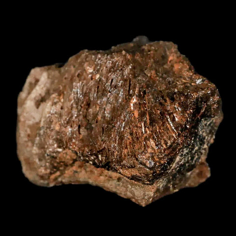 1.9" Lambeosaurus Fossil Jaw Section Judith River FM MT Cretaceous Dinosaur COA - Fossil Age Minerals