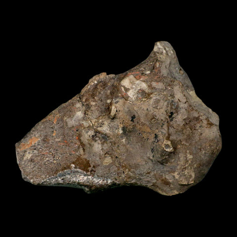 4.5" Rare Hypacrosaurus Dinosaur Fossil Brain Case & Endo Cast Two Medicine MT COA - Fossil Age Minerals