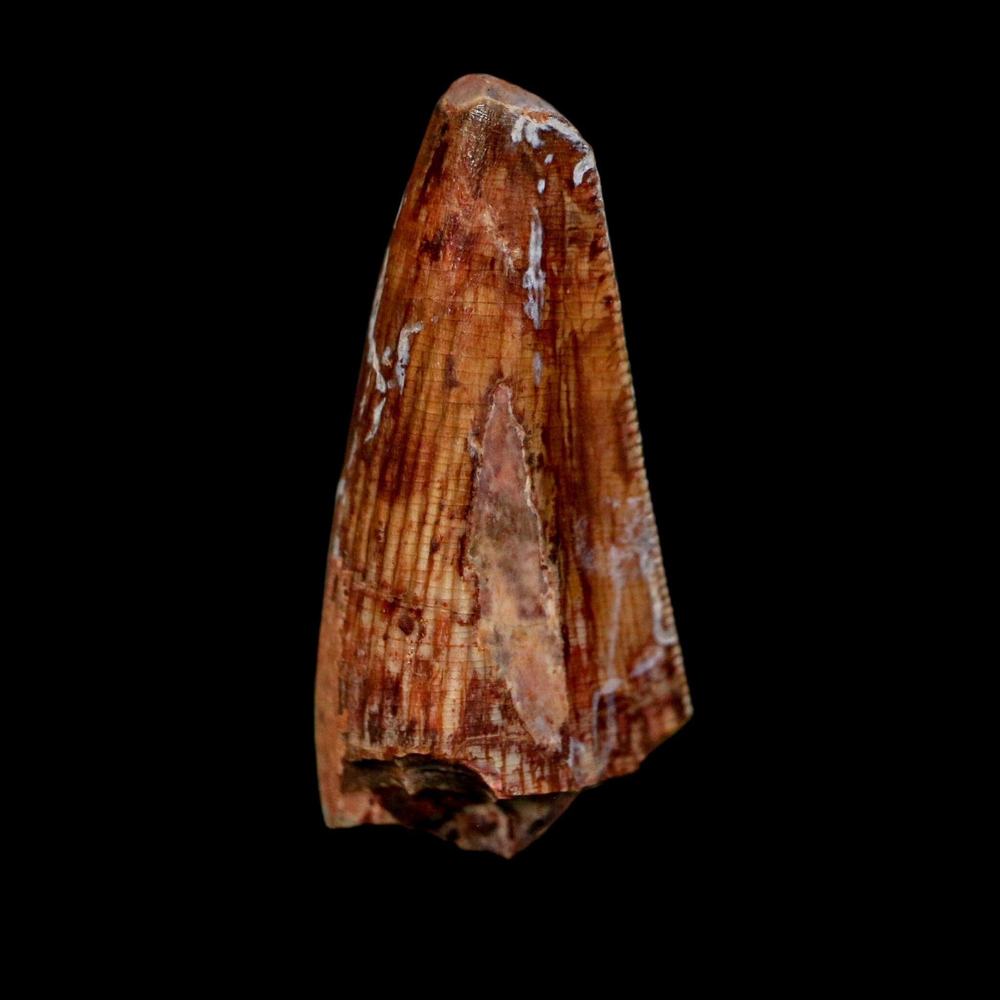 1" Phytosaur Fossil Tooth Triassic Age Archosaur Redonda FM NM COA & Display - Fossil Age Minerals