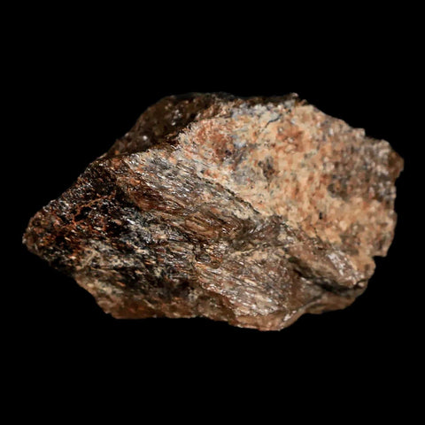 1.9" Lambeosaurus Fossil Jaw Section Judith River FM MT Cretaceous Dinosaur COA - Fossil Age Minerals