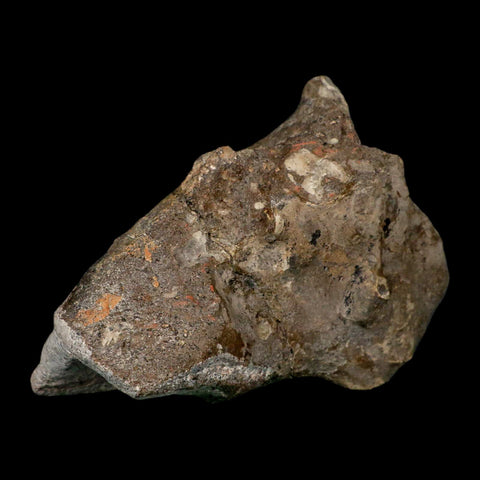 4.5" Rare Hypacrosaurus Dinosaur Fossil Brain Case & Endo Cast Two Medicine MT COA - Fossil Age Minerals