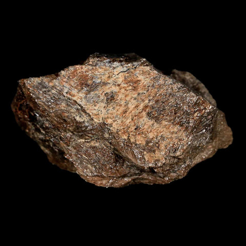 1.9" Lambeosaurus Fossil Jaw Section Judith River FM MT Cretaceous Dinosaur COA - Fossil Age Minerals