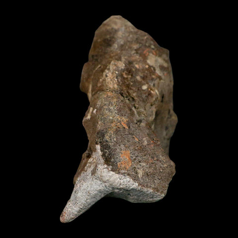 4.5" Rare Hypacrosaurus Dinosaur Fossil Brain Case & Endo Cast Two Medicine MT COA - Fossil Age Minerals