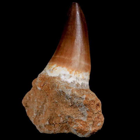 XL 2.4" Mosasaur Prognathodon Fossil Tooth In Matrix Cretaceous Dinosaur Era COA - Fossil Age Minerals
