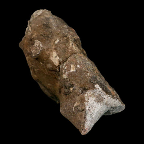 4.5" Rare Hypacrosaurus Dinosaur Fossil Brain Case & Endo Cast Two Medicine MT COA - Fossil Age Minerals