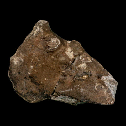 4.5" Rare Hypacrosaurus Dinosaur Fossil Brain Case & Endo Cast Two Medicine MT COA - Fossil Age Minerals